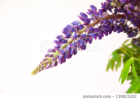 Fresh lupine flower arrangement featuring vibrant violet blossoms and lush greenery in a romantic floral composition. Fresh lupine flower arrangement featuring vibrant violet blossoms and lush greenery in a romantic floral composition. 139823282