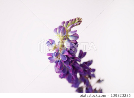 Close-up bouquet of purple Lupinus flowers with delicate petals and graceful natural structure. Close-up bouquet of purple Lupinus flowers with delicate petals and graceful natural structure. 139823285