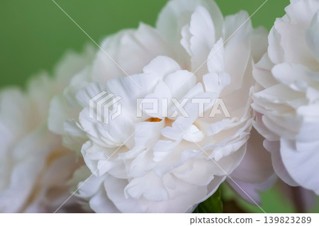 Elegant close-up of a blooming white peony with refined floral texture and dreamy pastel green backdrop. Elegant close-up of a blooming white peony with refined floral texture and dreamy pastel green backdrop. 139823289