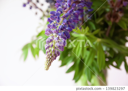 Botanical floral arrangement showcasing blooming lupine stems in rich purple tones with soft garden atmosphere. Botanical floral arrangement showcasing blooming lupine stems in rich purple tones with soft garden atmosphere. 139823297