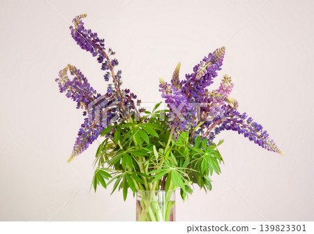 Bouquet of purple Lupinus flowers with elegant vertical blooms and soft botanical textures in natural light. Bouquet of purple Lupinus flowers with elegant vertical blooms and soft botanical textures in natural light. 139823301