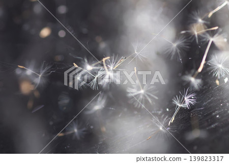 Intricate spider web holding delicate dandelion seed fibers with visible texture and airy softness Intricate spider web holding delicate dandelion seed fibers with visible texture and airy softness 139823317