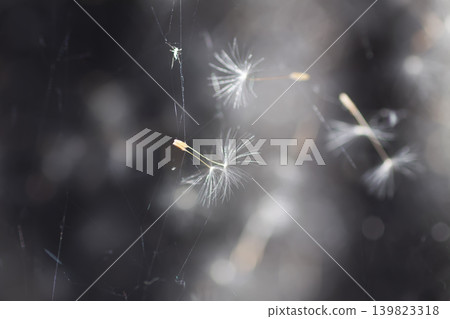Intricate spider web holding delicate dandelion seed fibers with visible texture and airy softness Intricate spider web holding delicate dandelion seed fibers with visible texture and airy softness 139823318