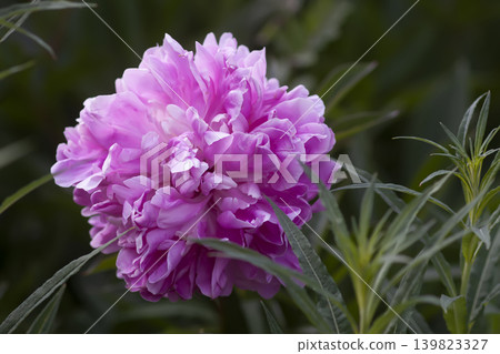 Paeonia lactiflora flowers with lush layered petals and elegant botanical texture in soft natural light. Paeonia lactiflora flowers with lush layered petals and elegant botanical texture in soft natural light. 139823327