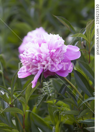 Blooming Chinese peony (Paeonia lactiflora) featuring delicate pastel petals and romantic floral atmosphere. Blooming Chinese peony (Paeonia lactiflora) featuring delicate pastel petals and romantic floral atmosphere. 139823330