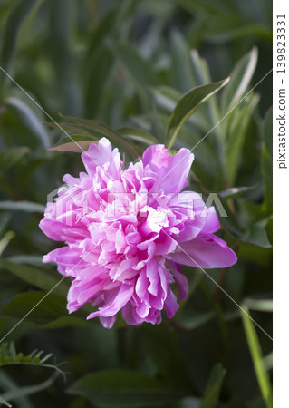Close-up of Paeonia lactiflora blossoms with luxurious petal structure and soft spring garden aesthetic. Close-up of Paeonia lactiflora blossoms with luxurious petal structure and soft spring garden aesthetic. 139823331