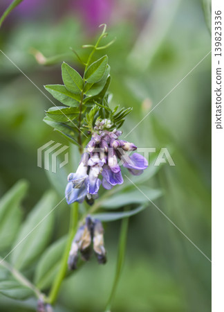 Vicia villosa flower with delicate purple petals and climbing stems in soft natural meadow light. Vicia villosa flower with delicate purple petals and climbing stems in soft natural meadow light. 139823336