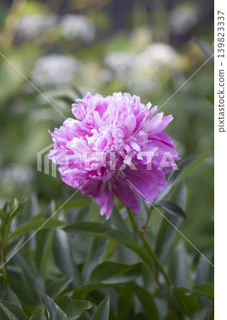 Botanical composition of blooming peonies (Paeonia lactiflora) with soft pink tones and layered floral texture. 139823337