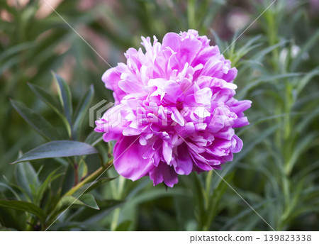 Botanical composition of blooming peonies (Paeonia lactiflora) with soft pink tones and layered floral texture. Botanical composition of blooming peonies (Paeonia lactiflora) with soft pink tones and layered floral texture. 139823338