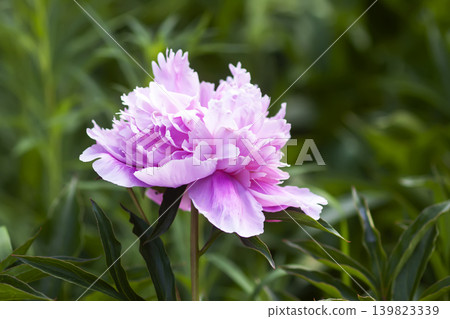 Fresh Paeonia lactiflora flowers arranged in a romantic floral scene with serene pastel coloration. Fresh Paeonia lactiflora flowers arranged in a romantic floral scene with serene pastel coloration. 139823339