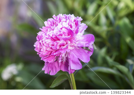 Decorative Paeonia lactiflora blooms with lush texture and calm feminine atmosphere in soft focus. 139823344