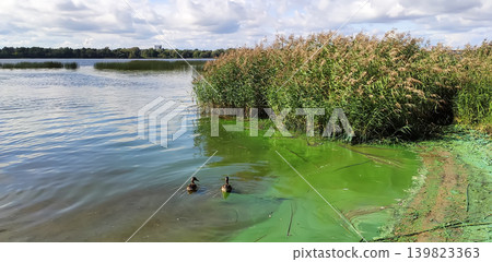 Realistic outdoor scene showing polluted green river water and neglected shoreline textures. Environmental awareness theme emphasized. Realistic outdoor scene showing polluted green river water and neglected shoreline textures. Environmental awareness theme emphasized. 139823363