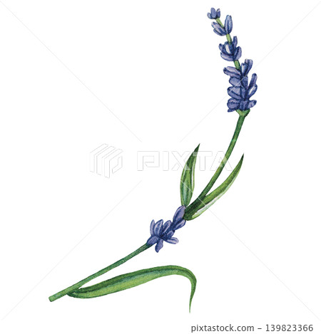 Lavender Sprig Watercolor Illustration Lavender Sprig Watercolor Illustration 139823366