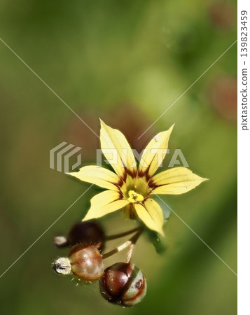 黃花菥蓂 139823459