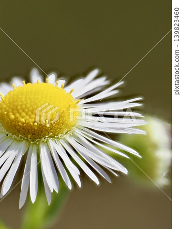 Small flowers Small flowers 139823460