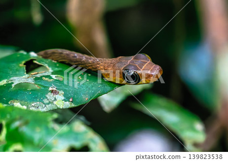 Striped Bronzeback Snake, Dendrelaphis caudolineatus, aka Grey Bronzeback on a Branch in the Amazon rainforest in Brazil. 139823538