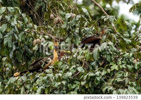 Hoatzin or hoactzin, Opisthocomus hoazin is a tropical bird in found in swamps, riparian forests, and mangroves of the Amazon Hoatzin or hoactzin, Opisthocomus hoazin is a tropical bird in found in swamps, riparian forests, and mangroves of the Amazon 139823539
