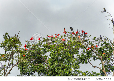 Scarlet ibis flying back home to their sleeping place, Revoada dos guaras on the Delta of the Parnaiba River in Brazil Scarlet ibis flying back home to their sleeping place, Revoada dos guaras on the Delta of the Parnaiba River in Brazil 139823553