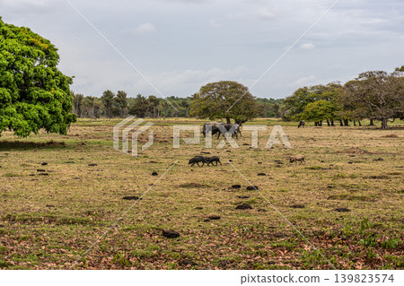 Water Buffalos and big trees at a rural property called Fazenda at Soure in Marajo Island, Brazil. Water Buffalos and big trees at a rural property called Fazenda at Soure in Marajo Island, Brazil. 139823574