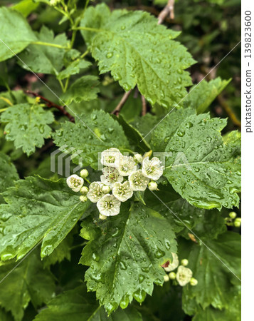 Small white flowers growing in a clustered arrangement on a green shrub with textured leaves. Spring botanical plant shown in a natural outdoor close up composition. Small white flowers growing in a clustered arrangement on a green shrub with textured leaves. Spring botanical plant shown in a natural outdoor close up composition. 139823600