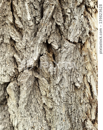 Rough Tree Bark Texture Rough Tree Bark Texture 139823628