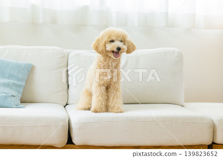 比熊犬在沙發上休息 139823652