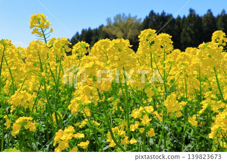 橫濱町的油菜花田和風車 | 青森縣藍天下盛開的黃色油菜花地毯 橫濱町的油菜花田和風車 | 青森縣藍天下盛開的黃色油菜花地毯 139823673