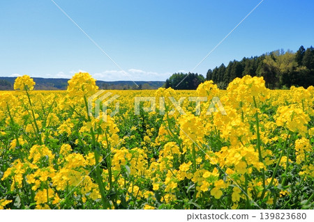 Rapeseed fields and windmills in Yokohama Town | A carpet of yellow flowers in full bloom under a blue sky, Aomori Prefecture 139823680