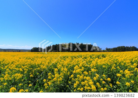 Rapeseed fields and windmills in Yokohama Town | A carpet of yellow flowers in full bloom under a blue sky, Aomori Prefecture 139823682