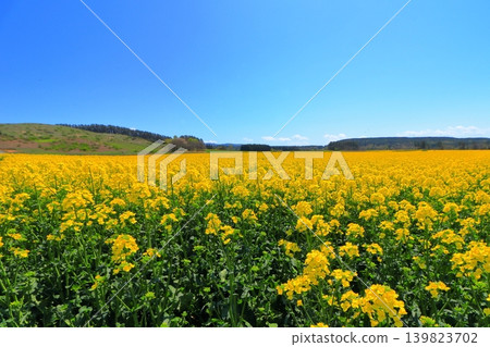 Rapeseed fields and windmills in Yokohama Town | A carpet of yellow flowers in full bloom under a blue sky, Aomori Prefecture 139823702