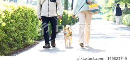A Shiba Inu on a walk 139823749