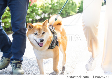 一隻散步的柴犬 139823752