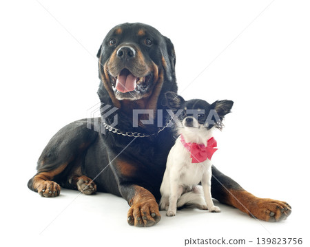 chihuahua and rottweiler in studio chihuahua and rottweiler in studio 139823756