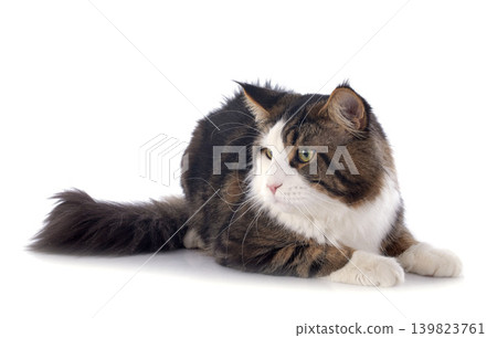 maine coon cat maine coon cat 139823761