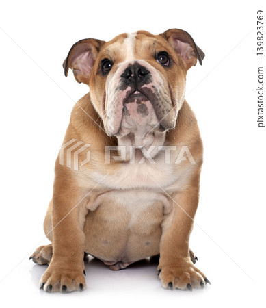 young english bulldog 139823769