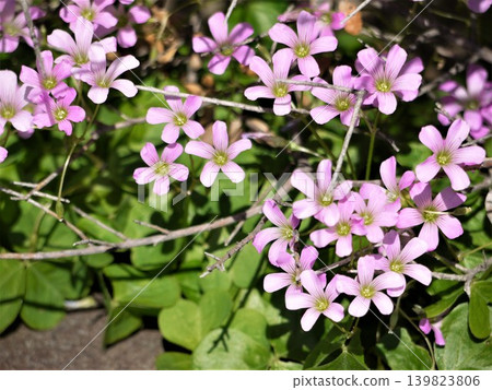 Pink flowers of purple wood sorrel Pink flowers of purple wood sorrel 139823806