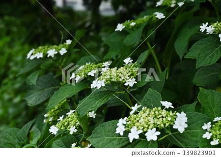 白色Hakuji繡球花 139823901