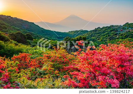(Shizuoka Prefecture) Mount Fuji as seen from Hakone Gen-dake, surrounded by beautiful mountain azaleas in full bloom, at sunset. (Shizuoka Prefecture) Mount Fuji as seen from Hakone Gen-dake, surrounded by beautiful mountain azaleas in full bloom, at sunset. 139824217