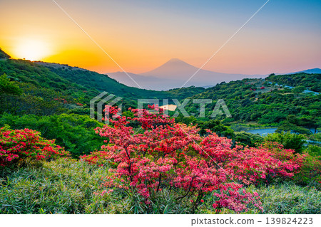 (Shizuoka Prefecture) Mount Fuji as seen from Hakone Gen-dake, surrounded by beautiful mountain azaleas in full bloom, at sunset. (Shizuoka Prefecture) Mount Fuji as seen from Hakone Gen-dake, surrounded by beautiful mountain azaleas in full bloom, at sunset. 139824223