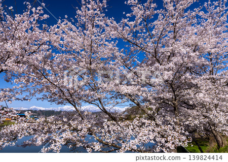 Wakuike, Shinanomachi, Nagano City, Nagano Prefecture: A row of Somei Yoshino cherry trees surrounding Wakuike Pond, and a view of the snow-capped Northern Alps seen through the blossoms. 139824414