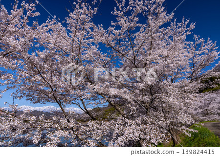 Wakuike, Shinanomachi, Nagano City, Nagano Prefecture: A row of Somei Yoshino cherry trees surrounding Wakuike Pond, and a view of the snow-capped Northern Alps seen through the blossoms. 139824415