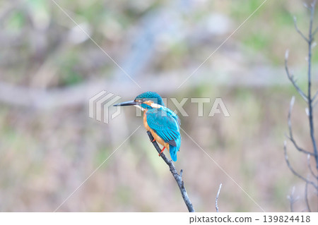 [Wild bird: Kingfisher] 139824418