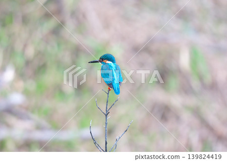 [Wild bird: Kingfisher] 139824419
