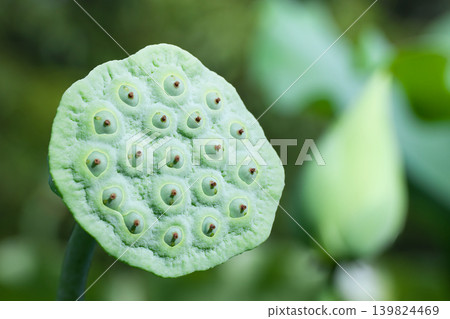 Close-up of lotus seeds 139824469