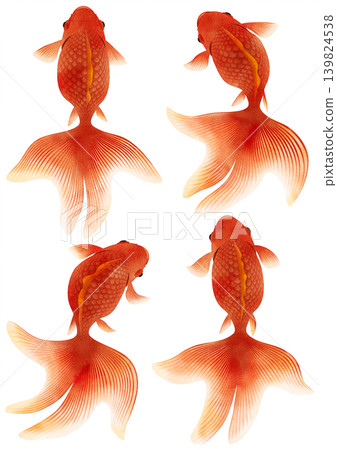 一條紅色的金魚,尾鰭飄動;它有四條尾巴。 一條紅色的金魚,尾鰭飄動;它有四條尾巴。 139824538