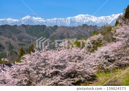 Wakuike, Shinanomachi, Nagano City, Nagano Prefecture: A view of the snow-capped Northern Alps seen through the row of Somei Yoshino cherry trees surrounding Wakuike Pond. 139824573