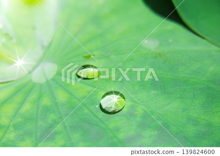 荷葉上閃爍的水滴 荷葉上閃爍的水滴 139824600