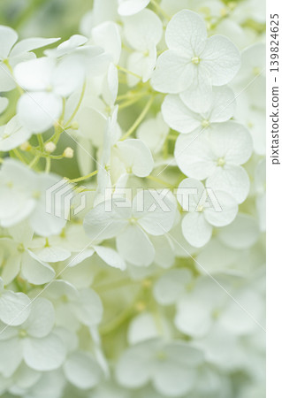 White hydrangea White hydrangea 139824625