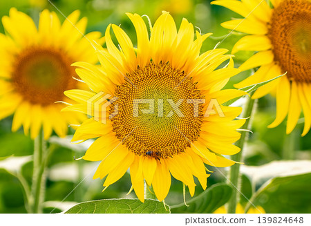 Sunflowers in field close-up 139824648