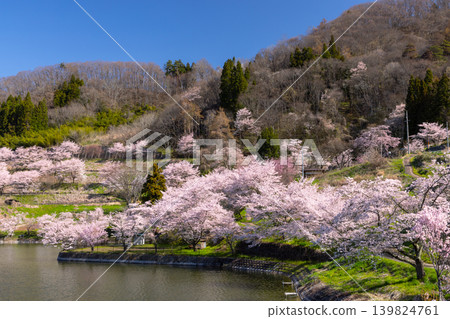 Wakuike, Shinanomachi, Nagano City, Nagano Prefecture: A row of Somei Yoshino cherry trees surrounding Wakuike Pond. Wakuike, Shinanomachi, Nagano City, Nagano Prefecture: A row of Somei Yoshino cherry trees surrounding Wakuike Pond. 139824761